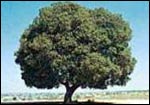 quercus